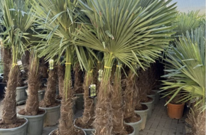 Prodej TRACHYCARPUS FORTUNEI, výška 190 cm, kmen 60-70 cm